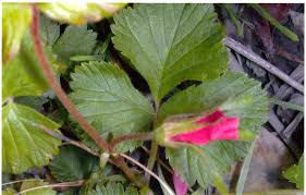 Attēlu rezultāti vaicājumam “Rubus arcticus”