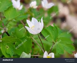 Attēlu rezultāti vaicājumam “Isopyrum thalictroides fruit”