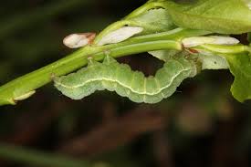 Attēlu rezultāti vaicājumam “Syngrapha interrogationis”