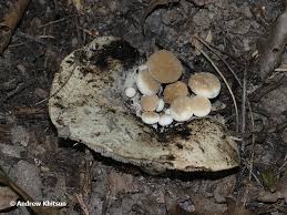 Attēlu rezultāti vaicājumam “Asterophora lycoperdoides”