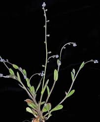 Attēlu rezultāti vaicājumam “Myosotis ramosissima flower”