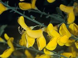 Image result for Cytisus scoparius