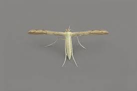 Attēlu rezultāti vaicājumam “Adaina microdactyla”