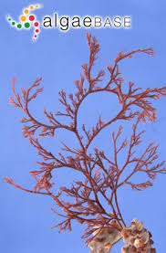 Attēlu rezultāti vaicājumam “Ceramium sp.”