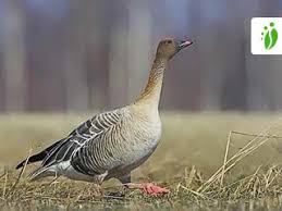 Attēlu rezultāti vaicājumam “Anser brachyrhynchus adult”