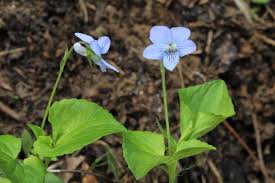 Attēlu rezultāti vaicājumam “Viola canina flower”