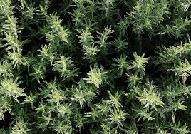 Image result for Thymian