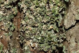 Attēlu rezultāti vaicājumam “Pleurosticta acetabulum”