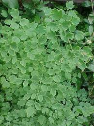 Attēlu rezultāti vaicājumam “Thalictrum aquilegifolium bud”