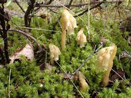 Attēlu rezultāti vaicājumam “Monotropa hypopitys fruit”