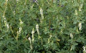 Attēlu rezultāti vaicājumam “Melilotus albus”