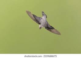 Image result for Ptyonoprogne rupestris