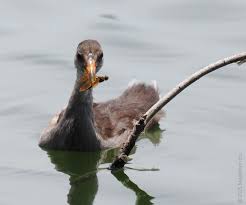 Attēlu rezultāti vaicājumam “Gallinula chloropus juvenile”