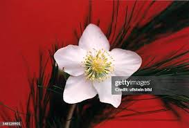 Image result for Christrose