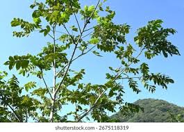 Attēlu rezultāti vaicājumam “Juglans mandshurica leaf”