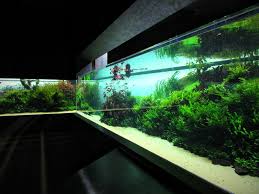 Znalezione obrazy dla zapytania takashi amano%