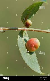 Attēlu rezultāti vaicājumam “Diplolepis eglanteriae”