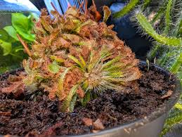 Attēlu rezultāti vaicājumam “Diderma radiatum stalked”