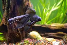 Image result for 出目金