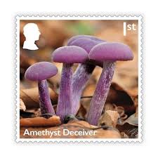 Attēlu rezultāti vaicājumam “Laccaria amethystina”