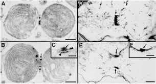 Attēlu rezultāti vaicājumam “Odontoschisma denudatum cells”