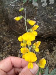 Attēlu rezultāti vaicājumam “Leguminosae”