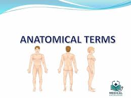 Image result for body midline