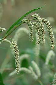 Attēlu rezultāti vaicājumam “Persicaria lapathifolia flower”