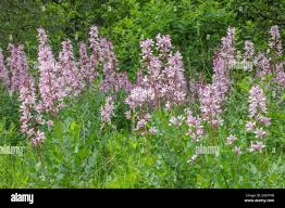 Image result for Diptam