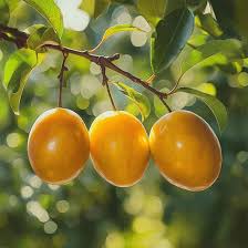 Attēlu rezultāti vaicājumam “Prunus (plum-tree) fruit”