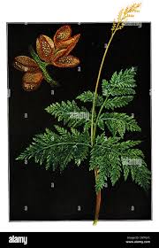 Attēlu rezultāti vaicājumam “Botrychium virginianum”