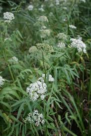 Attēlu rezultāti vaicājumam “Sium latifolium”