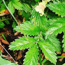 Attēlu rezultāti vaicājumam “Agrimonia eupatoria leaf”