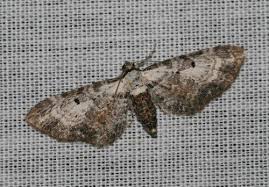 Attēlu rezultāti vaicājumam “Eupithecia succenturiata”