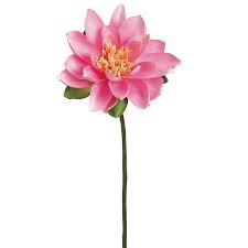 Attēlu rezultāti vaicājumam “Lotus sp. flower”