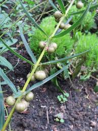 Attēlu rezultāti vaicājumam “Polygonatum verticillatum leaf”
