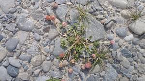 Attēlu rezultāti vaicājumam “Trifolium fragiferum fruit”