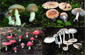 Attēlu rezultāti vaicājumam “Amanita pantherina”