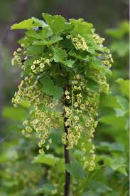 Attēlu rezultāti vaicājumam “Ribes nigrum”