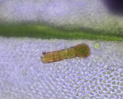 Attēlu rezultāti vaicājumam “Orthotrichum lyellii”