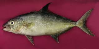 Image result for Seriola rivoliana