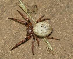 Attēlu rezultāti vaicājumam “Larinioides cornutus”