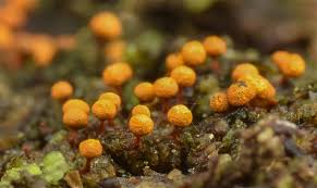 Attēlu rezultāti vaicājumam “Physarum braunianum macro”