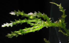 Attēlu rezultāti vaicājumam “Najas marina”