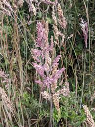 Attēlu rezultāti vaicājumam “Holcus lanatus  flower”