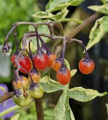 Attēlu rezultāti vaicājumam “Solanum dulcamara”