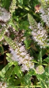 Attēlu rezultāti vaicājumam “Mentha spicata flower”