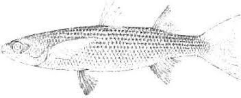 Image result for Liza aurata