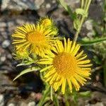 Attēlu rezultāti vaicājumam “Inula britannica bud”