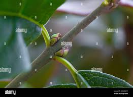 Attēlu rezultāti vaicājumam “Euonymus europaeus bud”